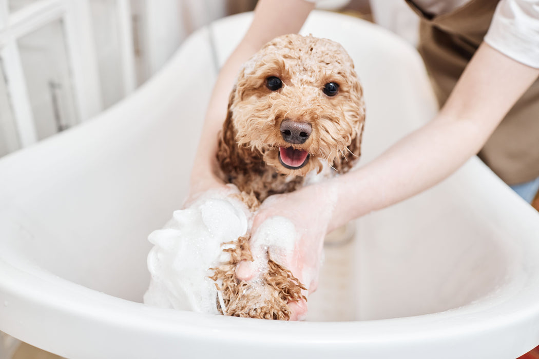PawLuxe Gentle Dog Shampoo - Lavender & Chamomile